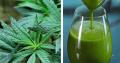 4 Surprising Health Benefits of Juicing Raw Marijuana - Healthy Holistic Living
